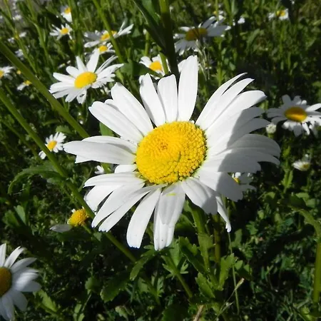 Haus Nordlicht *at Nuurdlacht*